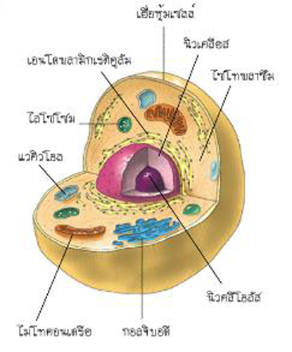 เซลล์มีอะไรบ้าง