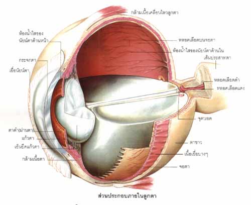 คำอธิบาย: http://www.sopon.ac.th/sopon/sema_web/secondary5/health_educ/anatony/eye_files/c11.jpg