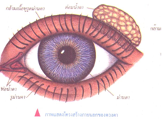 คำอธิบาย: http://physicsworld.nanacity.com/physicsworld/lesson/pic/see1.1.png