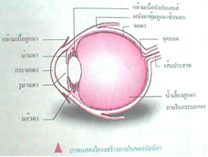 คำอธิบาย: http://physicsworld.nanacity.com/physicsworld/lesson/pic/see1.2.png