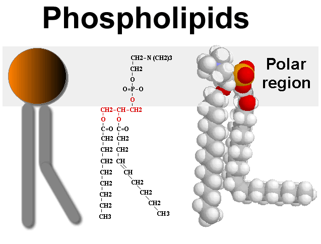 คำอธิบาย: http://www.promma.ac.th/main/chemistry/boonrawd_site/images/P-lipid.gif