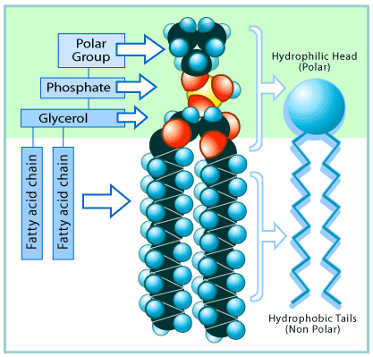 คำอธิบาย: http://www.promma.ac.th/main/chemistry/boonrawd_site/images/phospholipid.gif