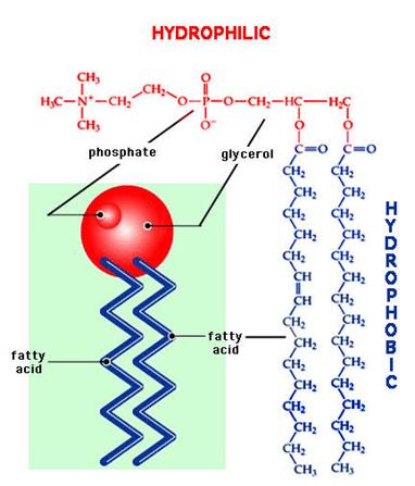 คำอธิบาย: http://www.promma.ac.th/main/chemistry/boonrawd_site/images/untitled.jpg