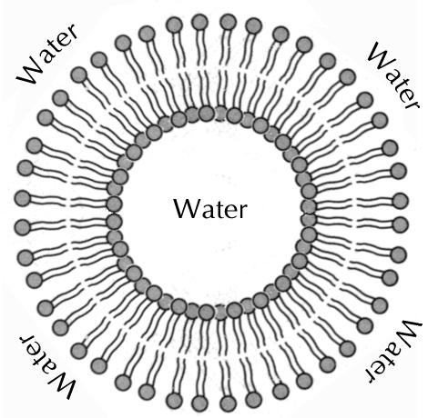 คำอธิบาย: http://www.promma.ac.th/main/chemistry/boonrawd_site/images/bilayer2.gif