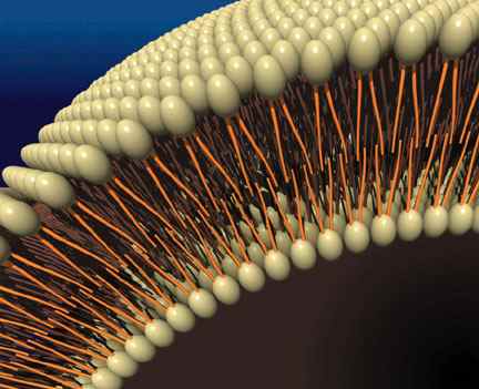 คำอธิบาย: http://www.promma.ac.th/main/chemistry/boonrawd_site/images/bilayer.jpg